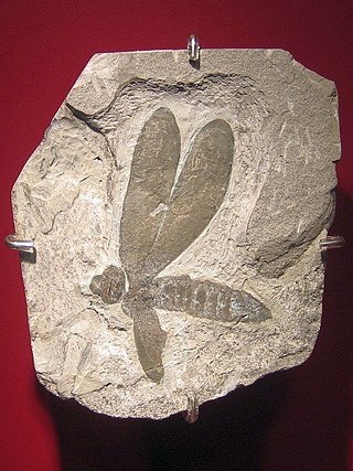 <span class="mw-page-title-main">Caloneurodea</span> Extinct order of insects
