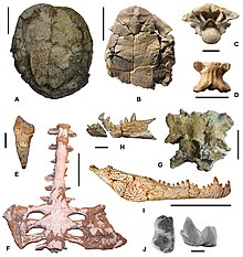 Fossils of various animals that coexisted with Doratodon Campanian-Maastrichtian Spanish representative fauna.jpg