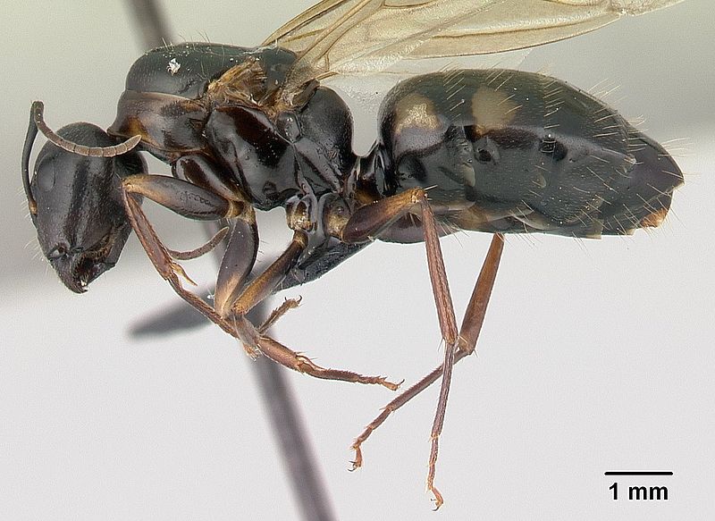 File:Camponotus quadrimaculatus casent0147466 profile 1.jpg