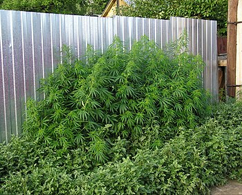 English: Maturing wild marijuana plants (Canna...