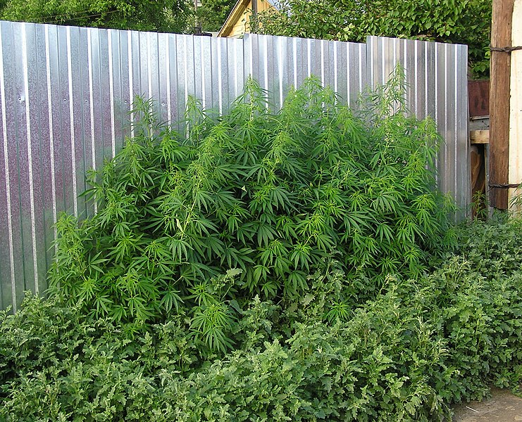 File:Cannabis ruderalis habitus.jpg