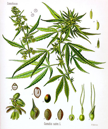 Tập_tin:Cannabis_sativa_Koehler_drawing.jpg