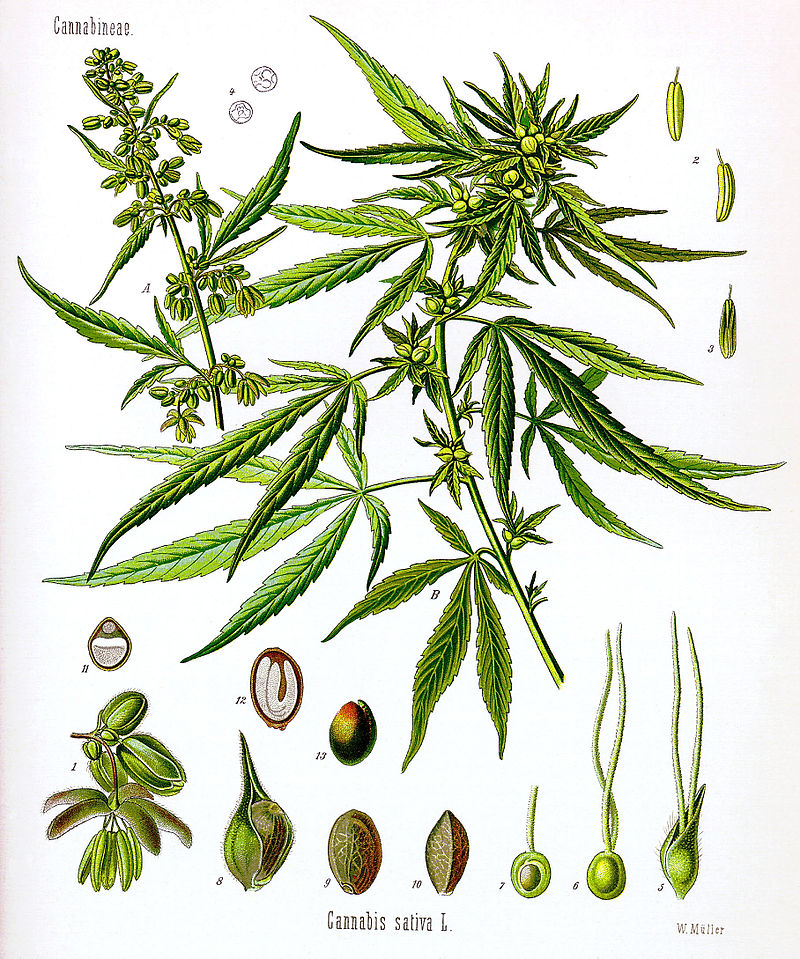 different types of weed plants