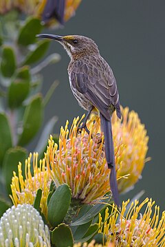 Cape Sugarbird, Promerops cafer at Kirstenbosch National Botanical Garden, Cape Town, South Africa - 49047174646.jpg