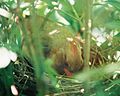 Female Cardinal on her nest.