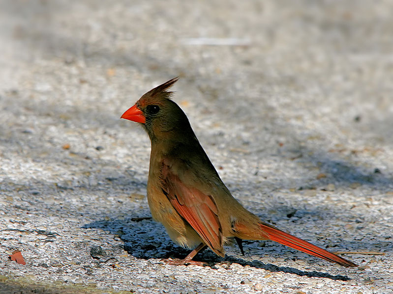 File:Cardinalis cardinalis (female).jpg