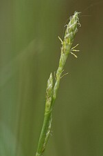 Carex.demissa.jpg