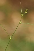 Carex remota