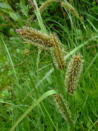 <i>Carex aquatilis</i> Species of plant