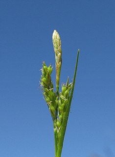 <i>Carex breviculmis</i> Species of plant in the genus Carex