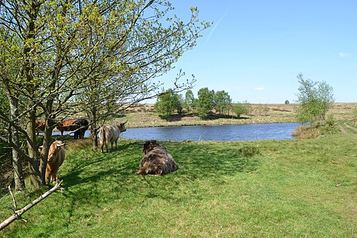 Cattle sheltering by the small reservoir at Barbrook - geograph.org.uk - 2963666