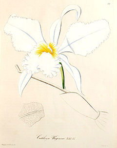 Cattleya mossiae - Wikipedia, la enciclopedia libre