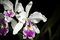 Cattleya warscewiczii