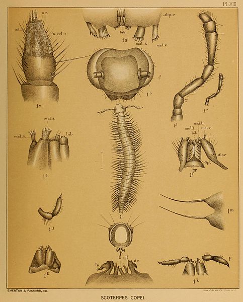 File:Cavefaunaofnorth00pack 0183.jpg