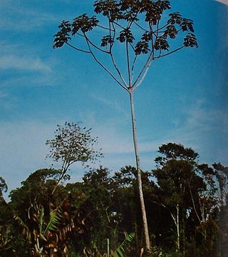 Fortune Salaire Mensuel de Cecropia Adenopus Combien gagne t il d argent ? 455,00 euros mensuels