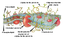 איור של מבנה ממברנה ביולוגית