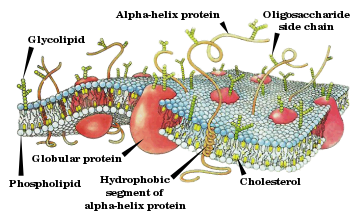 Cell membrane drawing-en.svg