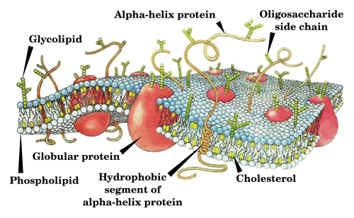 地球历史 Wikiwand