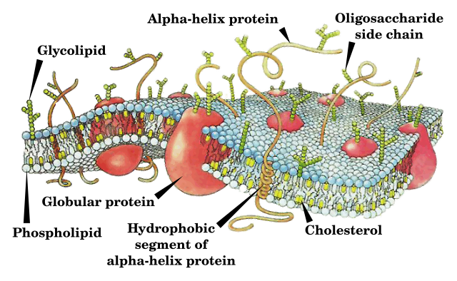 Membranas