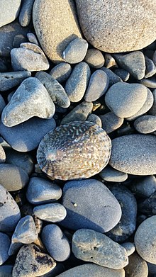 Cellana denticulata Owhiro Bay.jpg