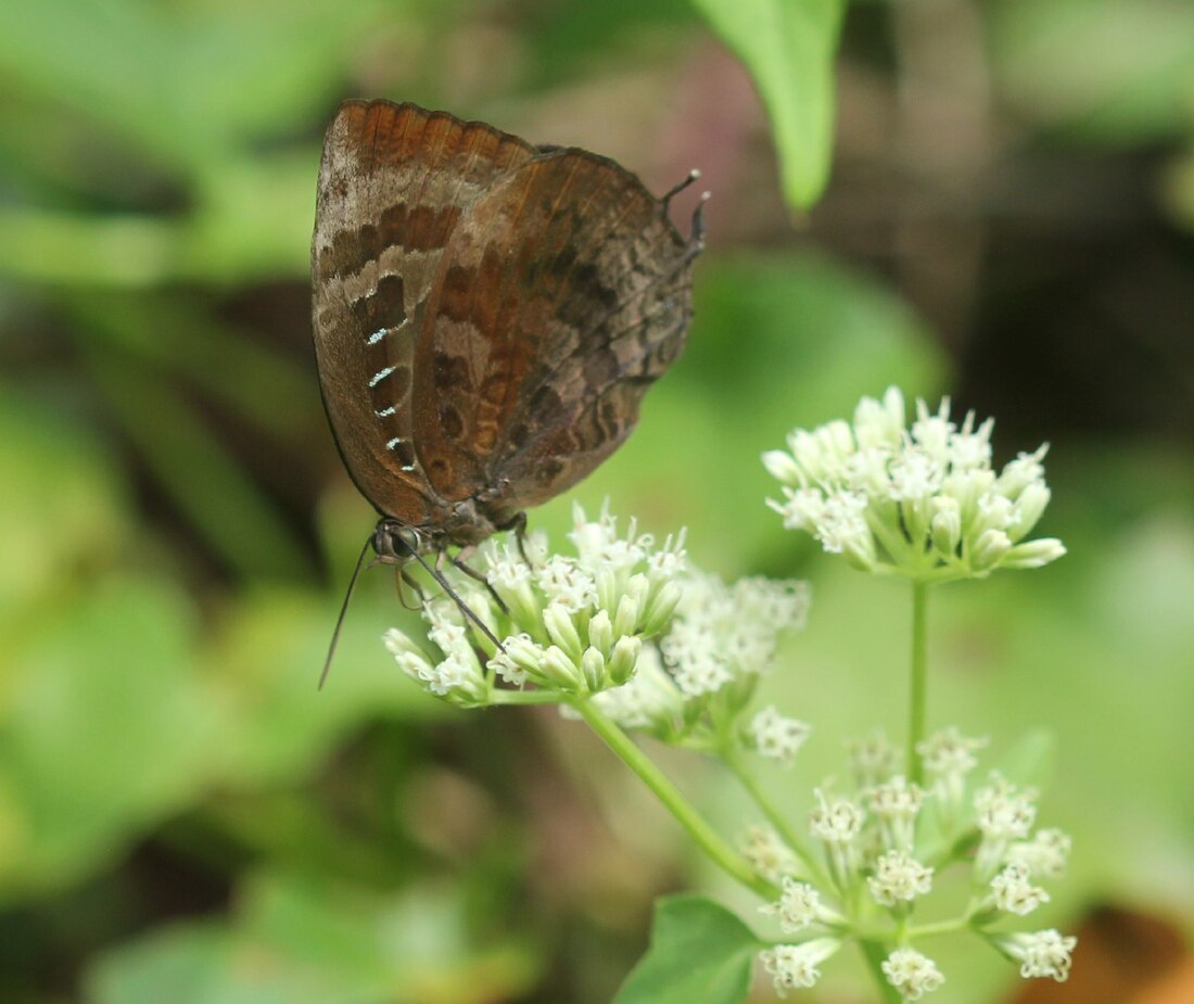 File:Centaur Oakblue andamans at Mt Harriet National Park.jpg