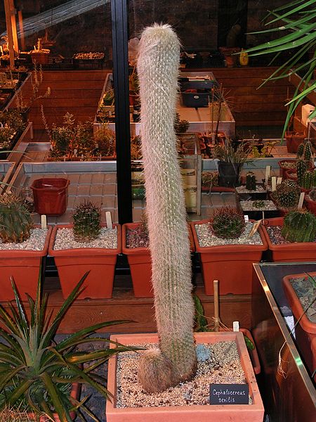 File:Cephalocereus senilis20140104 084.jpg