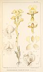 Ceratandra harveyana - Icones Orchidearum Austro-Africanarum - vol. 3 plate 86 (1913).jpg