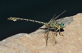 Ceratogomphus pictus