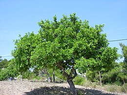 Saldžioji ceratonija (Ceratonia siliqua)