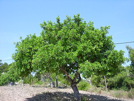 חרוב מצוי