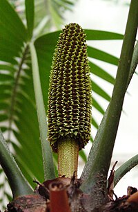 Ceratozamia mexicana, cono de polen