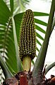 Ceratozamia mexicana