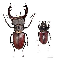Coleoptera 387 000
