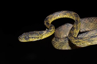 Ceylon Cat Snake (Boiga ceylonensis) by Sandeep Das.jpg