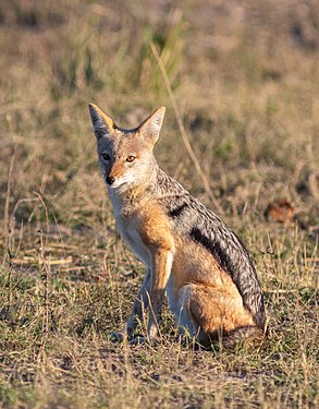 Black-backed jackal (Canis mesomelas), Chobe National Park