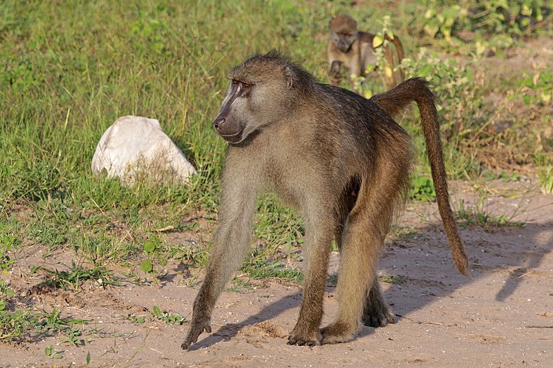 File:Chacma baboon (Papio ursinus griseipes) male.jpg