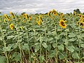 * Nomination Sunflower field along Planons Road in Saint-Cyr-sur-Menthon, Ain department, France. --Chabe01 10:26, 20 August 2020 (UTC) * Promotion  Support Good quality. --Zcebeci 11:54, 20 August 2020 (UTC)