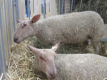 mouton charollais suisse anti aging