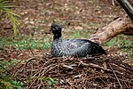 Chauna torquata -Iguazu Bird Park, Brazil -nest-8a.jpg