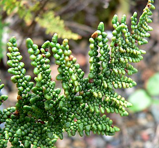 <i>Myriopteris clevelandii</i> Species of fern