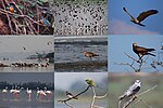 Thumbnail for Birding in Chennai