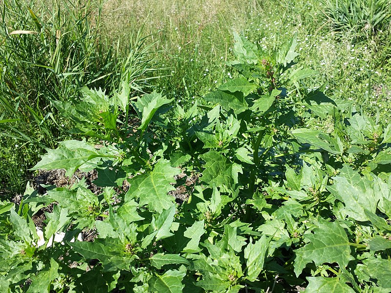 File:Chenopodium rubrum (s. str.) sl5.jpg