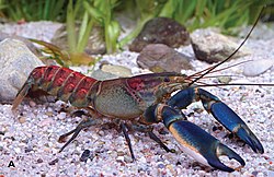 Cherax warsamsonicus - ZooKeys 660 151-167 (cropped).jpg