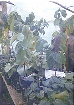 Thumbnail for File:Cherimoya seedlings.jpg