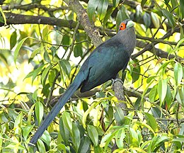 Szumátrai selymeskakukk (Rhopodytes sumatranus)