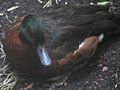 Chestnut Teal (Anas castanea)