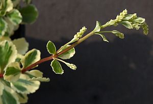 Variegated form Chiastophyllum oppositifolium D.jpg