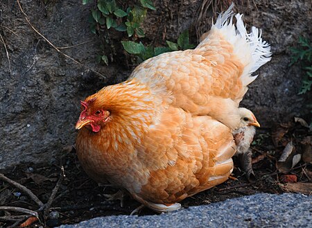 Tập_tin:Chicken_Nepal.jpg