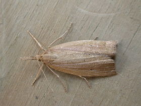 Chilo phragmitella