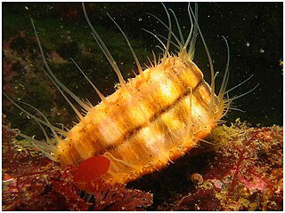 <i>Chlamys hastata</i> species of mollusc